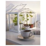 Grow Your Own Herbs at Home with a Mini Greenhouse
