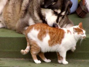 Cat and dog - Photo credit: Flickr; https://www.flickr.com/photos/qole/54934107