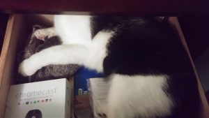 Cat in Dresser