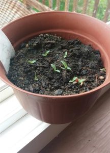 Parsley Seeds Growing