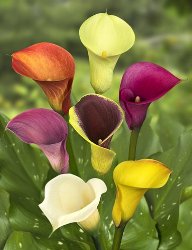 Calla Lilies