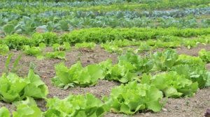 Protecting Your Organic Vegetable Garden from Pests
