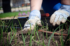 4 Amazing Benefits of Vegetable Gardening