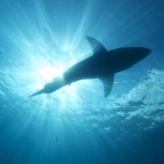 Summer Shark Safety – Beach Tips