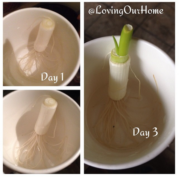 Regrowing Scallions