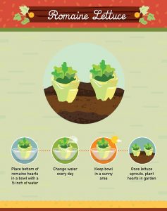 How to Regrow Food from Scraps
