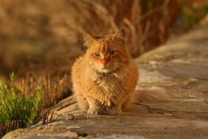 Why Stray and Feral Cats are Beneficial to Your Neighborhood