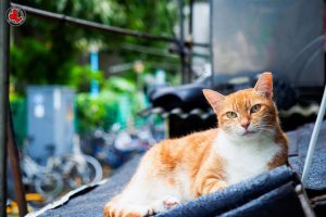 4 Easy Ways to Create an Outdoor Cat Shelter