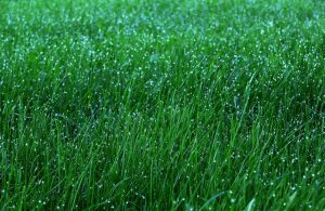 Five Basic Steps to a Lush, Green, Weed-Free Lawn