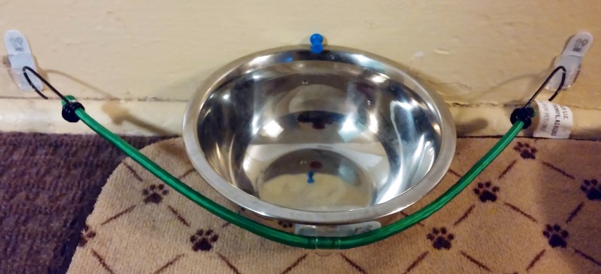 Cat Knocking Over Water Bowl