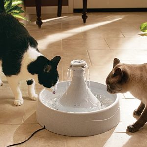 cat keeps tipping water bowl over