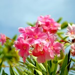 Flower Gardening Tips