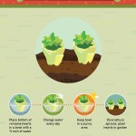How to Regrow Food from Scraps