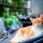 4 Easy Ways to Create an Outdoor Cat Shelter