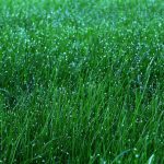 Five Basic Steps to a Lush, Green, Weed-Free Lawn