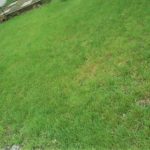 The Best Way to Get Rid of Yard Weeds in Grass