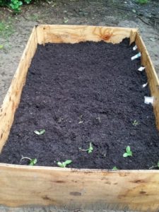 Organic Raised Garden Box: How I Did It